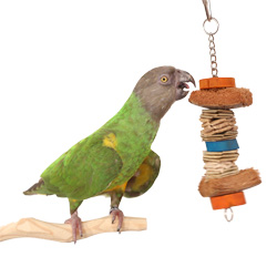 Senegal Parrot Playing with Banana Weave XS Toy