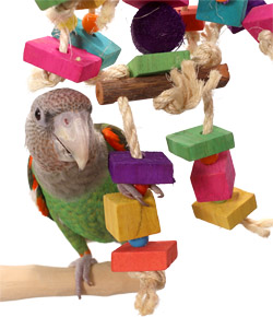 Cape Parrot playing with Candy Man Medium Parrot Toy