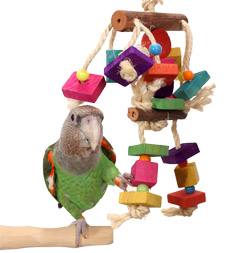 Cape Parrot with Candy Man Medium Parrot Toy