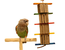 Cape Parrot with Cardboard Tower Toy