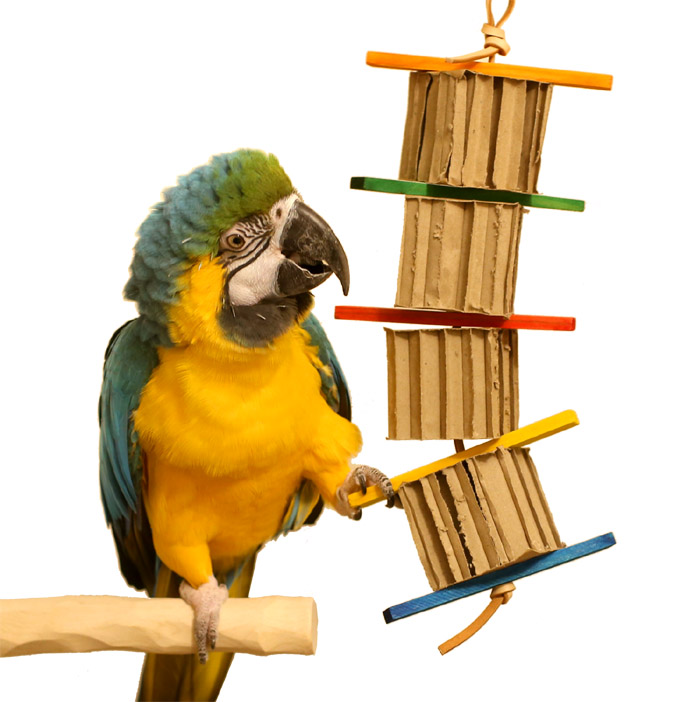 Blue and Gold Macaw with Cardboard Tower Toy