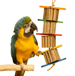 Blue and Gold Macaw with Cardboard Tower Toy