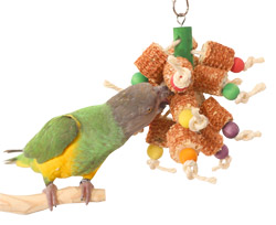 Senegal Parrot playing with Corn Maze Junior Small Parrot Toy