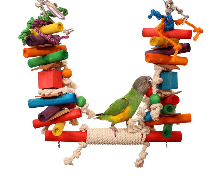Senegal Parrot Playing on Fiesta Swing Parrot Swing & Toy