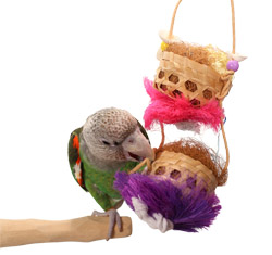 Cape Parrot playing with Joy Baskets Small Parrot Toy