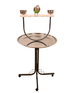 Cape Parrot on Large Hardwood NU Perch Parrot Stand