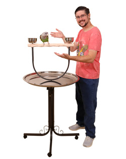 Cape Parrot on Large Hardwood NU Perch Parrot Stand
