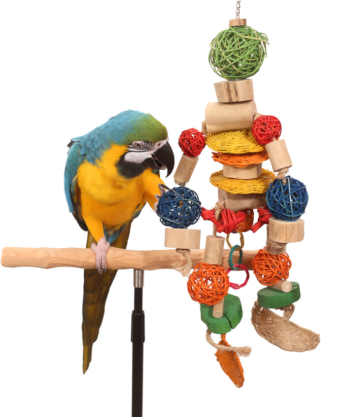 Macaw playing with Monkey Muncher Toy