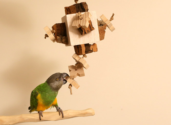 Woodland Parrot Outback Toy for Medium Parrots with Senegal Parrot