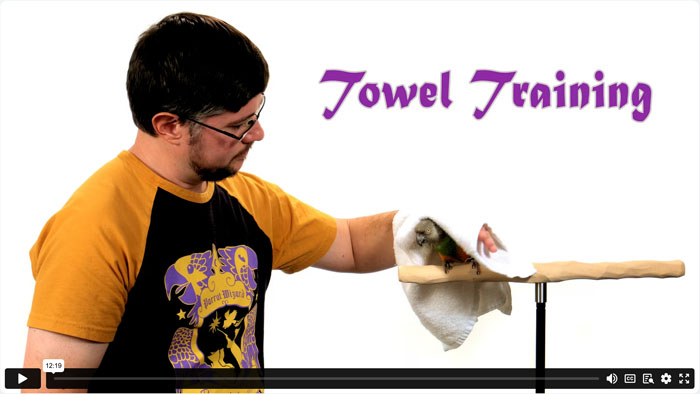 Toweling a Parrot and Voluntary Towel Training