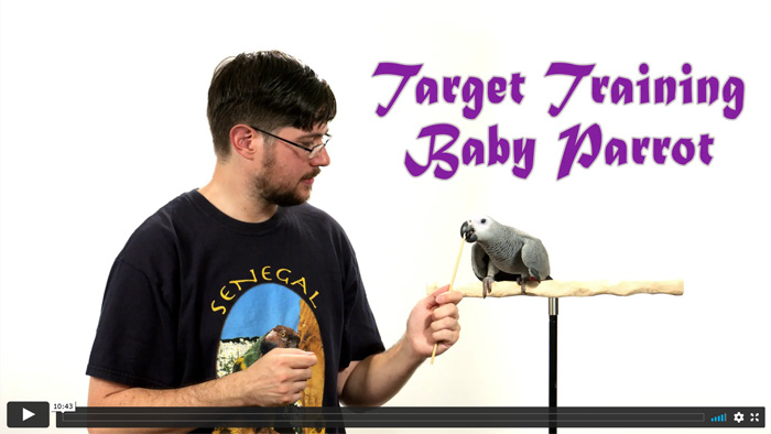 Target Training a Baby Parrot