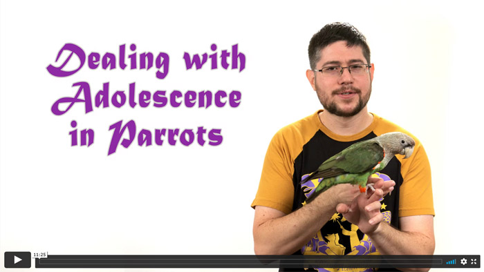 Dealing with Adolescence in Parrots