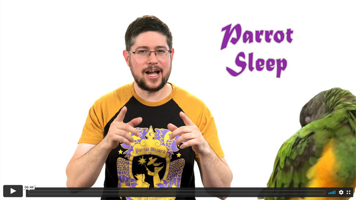 Parrot Sleep - How to Give Your Parrot Optimal Sleep