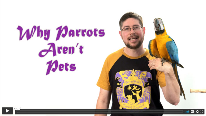 Why Parrots Aren't Pets