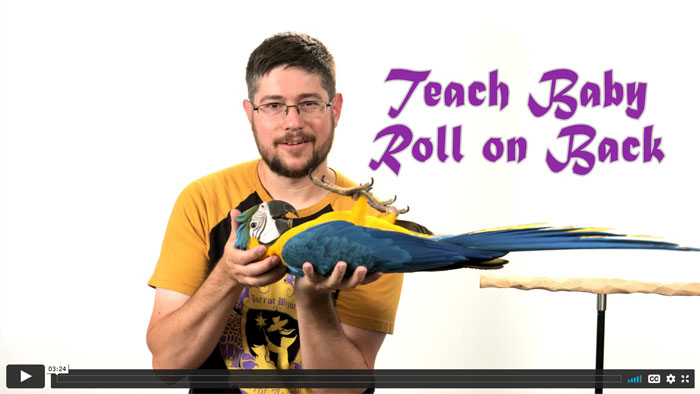 How to Train Your Sun Conure to Roll Over: Easy Steps to Success