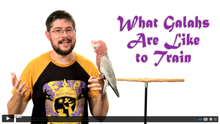 What Galahs Are Like to Train?