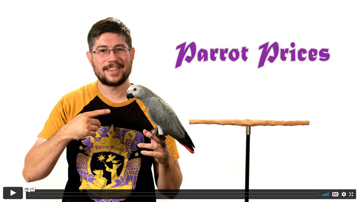 Prices of Parrots in 2022