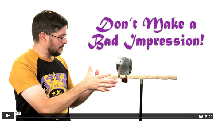 Avoid Making a Bad First Impression On Your New Bird!