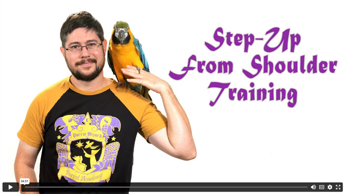 How to Train Parrot to Step Off Your Shoulder