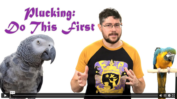 Parrot Feather Plucking? First Thing to Do