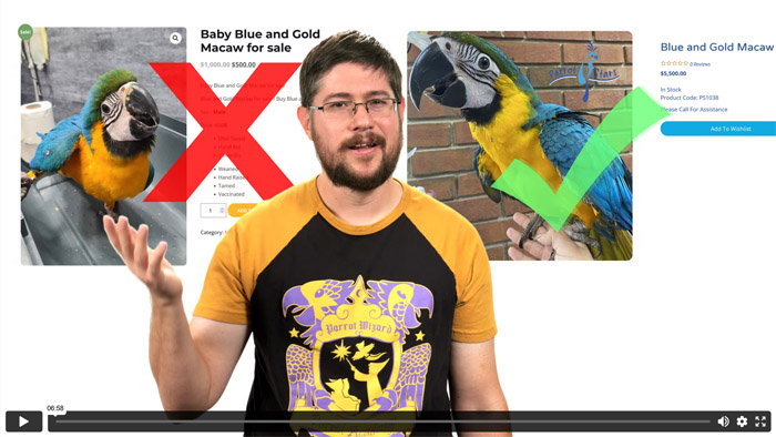 How to Tell If A Parrot Seller Is Legit