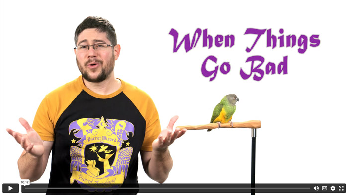 When Things Are Going Badly With Your Parrot