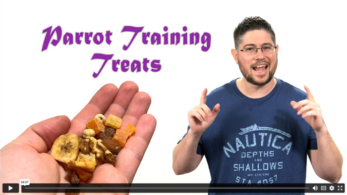 Best Treats for Parrot Training