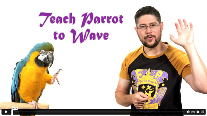 Teach Parrot to Wave Trick