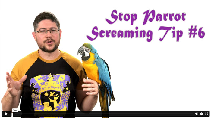 Screaming Parrot