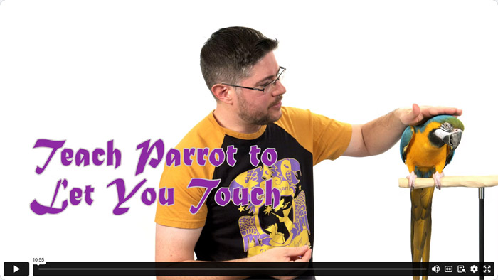 How to Teach Parrot to Let You Touch