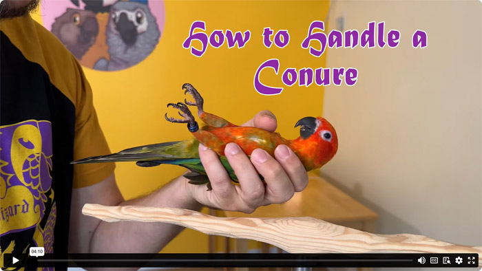 How to Train Sun Conure to be Handled