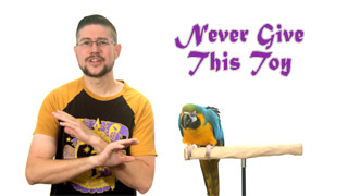 Never Give This To Your Parrot To Play With!