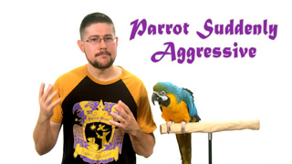 Parrot Suddenly Became Aggressive