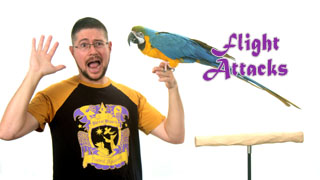 Parrot Flies to Attack, What to Do?