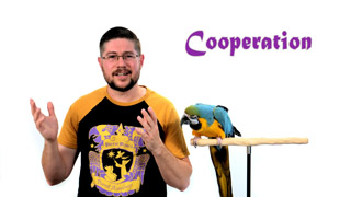How to Improve Parrot Cooperation