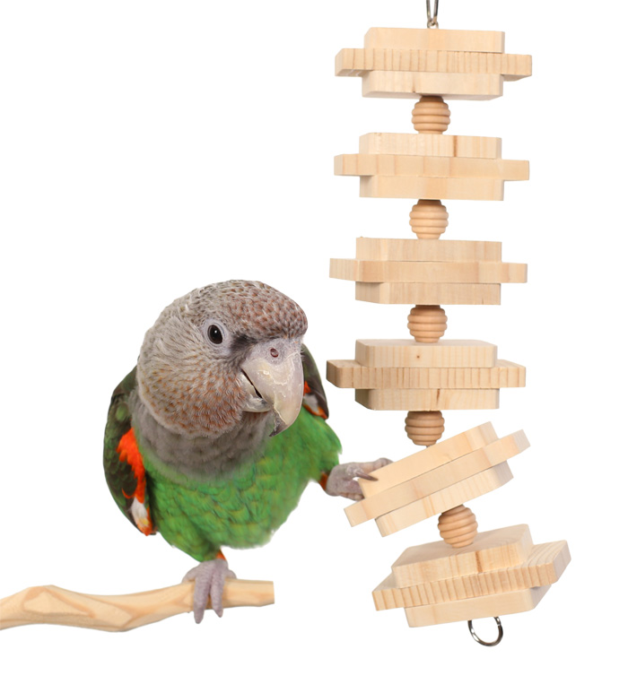 Cape Parrot playing with Parrot Bites Clusters Medium Parrot Toy