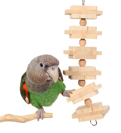 Cape Parrot playing with Parrot Bites Clusters Medium Parrot Toy