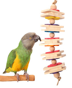 Senegal Parrot playing with Parrot Bites Floret Small Parrot Toy