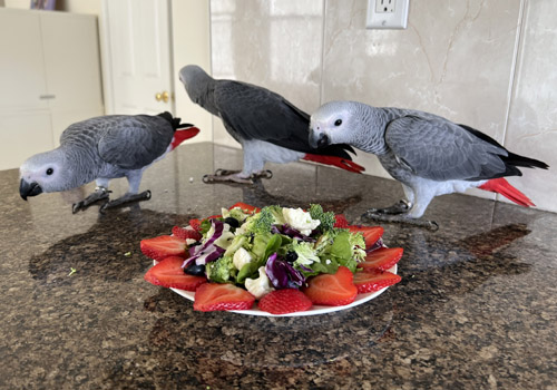 Highly nutritious diet for African Greys