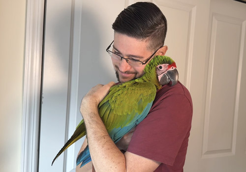 Building trust with a Buffon's Macaw