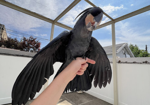 Flight recall training a Palm Cockatoo