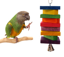 Senegal Parrot with Rainbow Balsa Toy