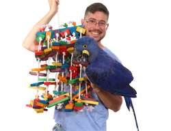 Hyacinth Macaw with Rainbow Parade Large Parrot Toy