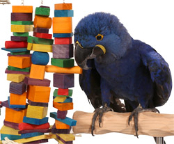 Close up of Hyacinth Macaw with Rainbow Waterfall Large Parrot Toy