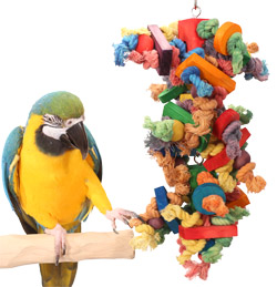 Blue and Gold Macaw playing with Rope Galore Medium Parrot Toy