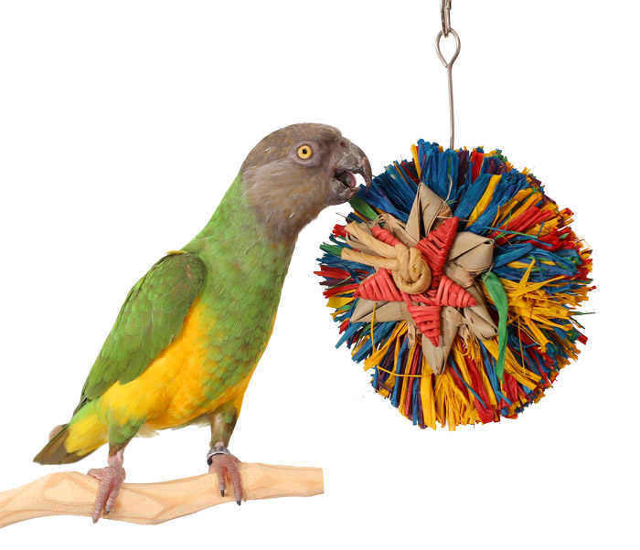 Senegal Parrot playing with Tropical Preener Small Parrot Toy