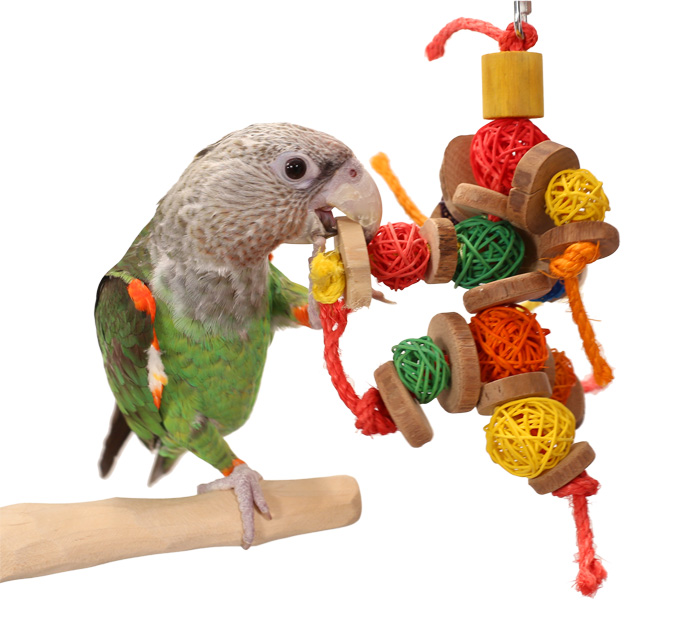 Cape Parrot playing with Wicker Chews Medium Parrot Toy