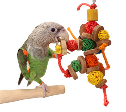 Cape Parrot playing with Wicker Chews Medium Parrot Toy
