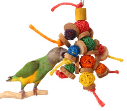 Senegal Parrot playing with Wicker Chews Medium Parrot Toy
